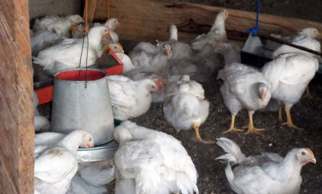 Broiler Farming, How to engage in profitable production.
