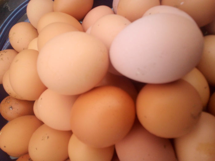 Why Your Laying Hens Are Eating and Breaking Their Eggs and How to Stop Them