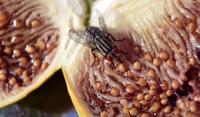 A housefly perching on a fruits