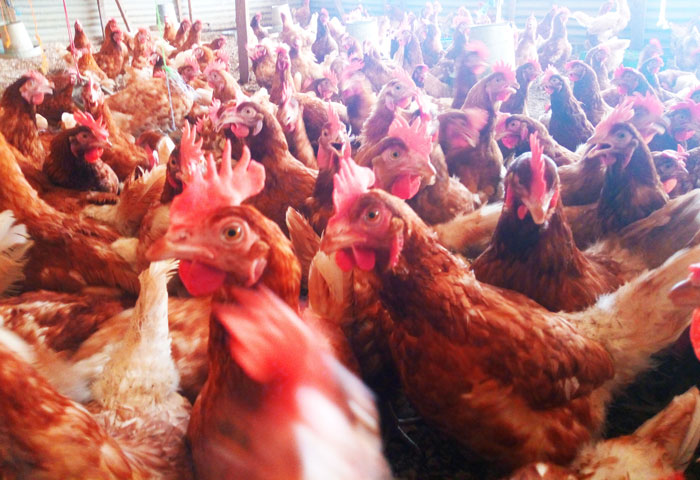 Overcrowding could lead to drop in egg production