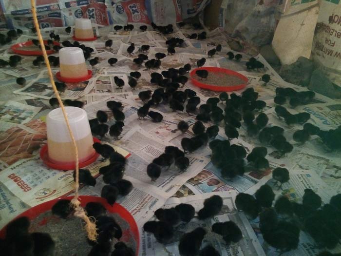 in starting poultry farming source for good day old chicks
