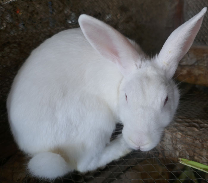 A young rabbit