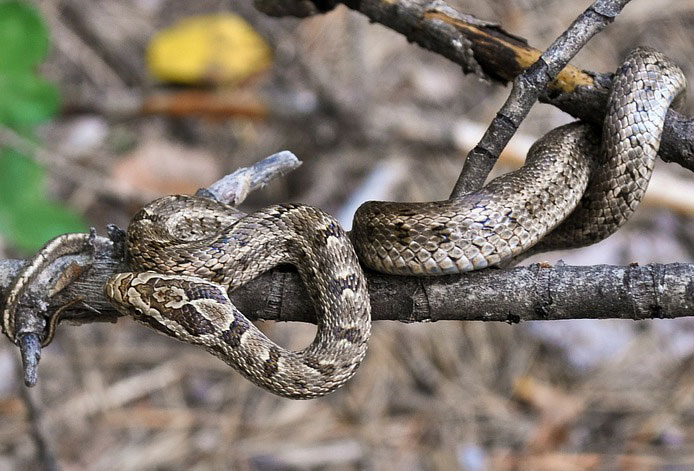 25 Tips on the Prevention, Care and Management of Snakebite