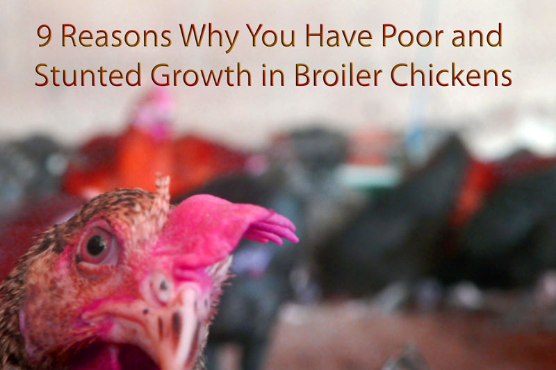 9 Reasons Why You Have Poor and Stunted Growth in Broiler Chickens