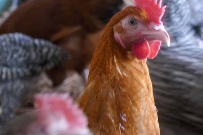succeed in poultry farming