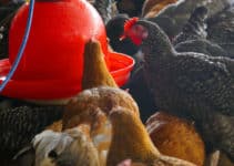 Dehydration in Chickens: How to Avoid This Painful and Costly Mistake
