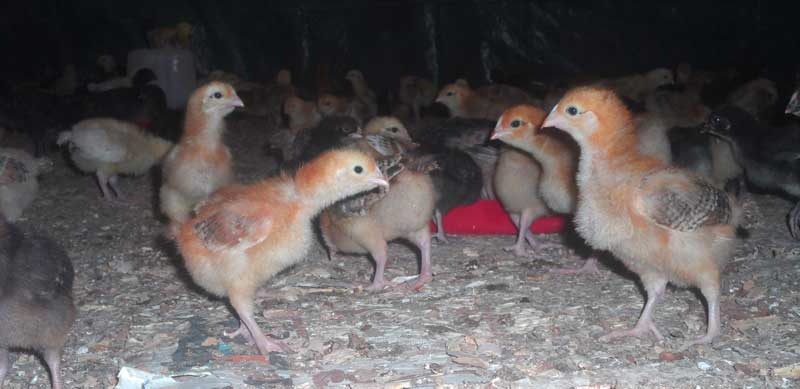 Brooded chicks