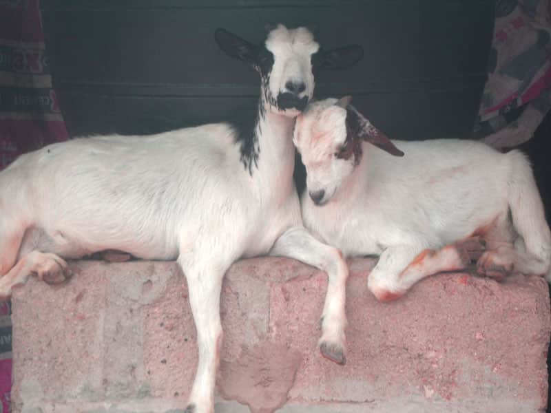 goats relaxing in a goat farm