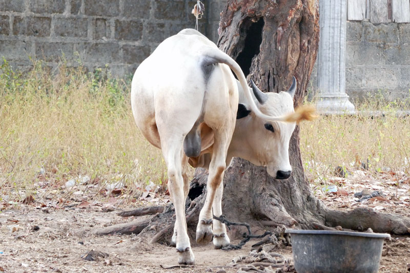 A young cow kept under the tree