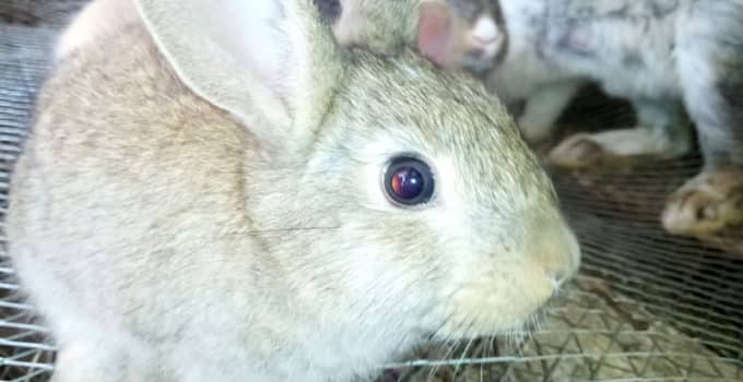Why Most People Have Doubts about Starting Rabbit Farming
