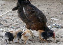 5 Reasons Why It Is Important You Reconsider Raising Purebred or Indigenous Chicken