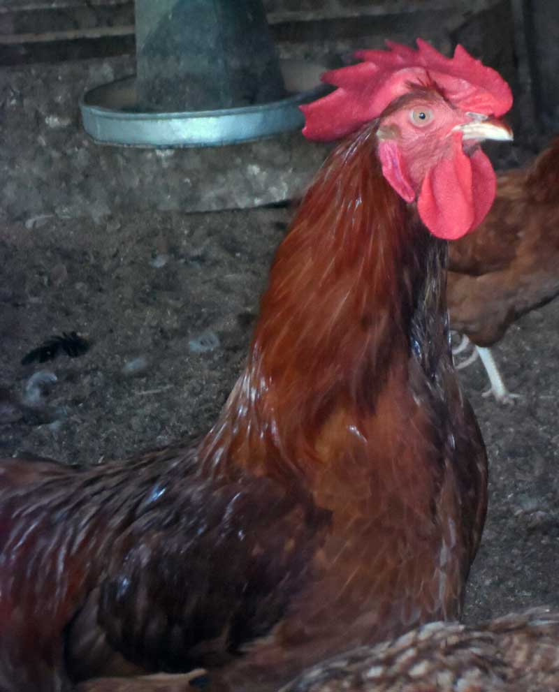 You can retire into farming and be successful through poultry farming