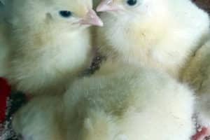 How to Select, and Inspect Quality Day Old Chick