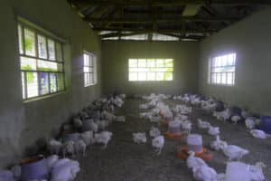 4 Unique Ways You Can Achieve Uniform Body Weight and Growth in Chicken