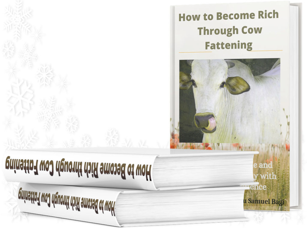 ebook on how cow fattening can make you rich