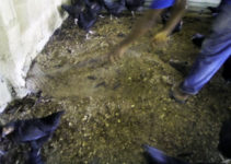 Poultry Dust: Its Danger and How to Control It