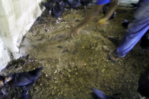 Poultry Dust: Its Danger and How to Control It