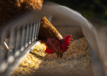3 Solid Ways You Can Prevent the Devastating Effects of Mycotoxins on Livestock