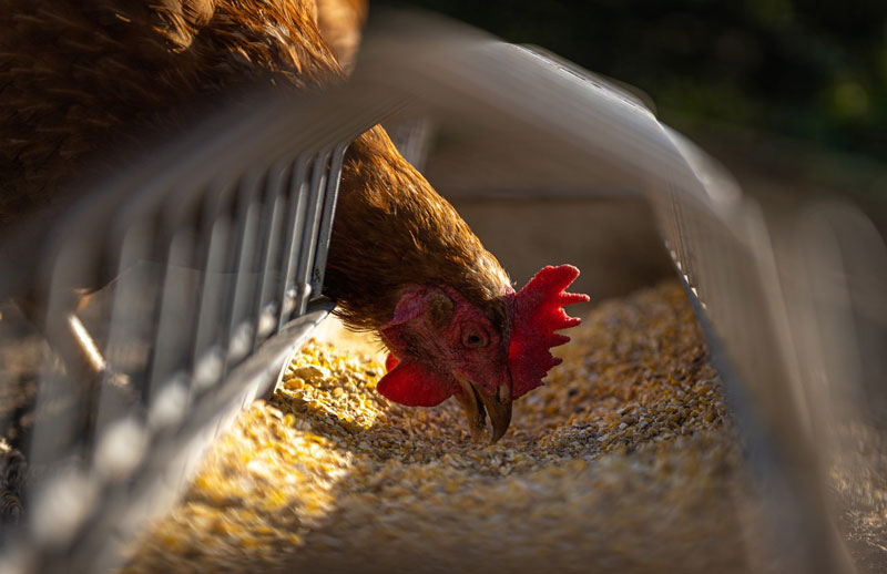 Chickens should be fed mycotoxins free feeds