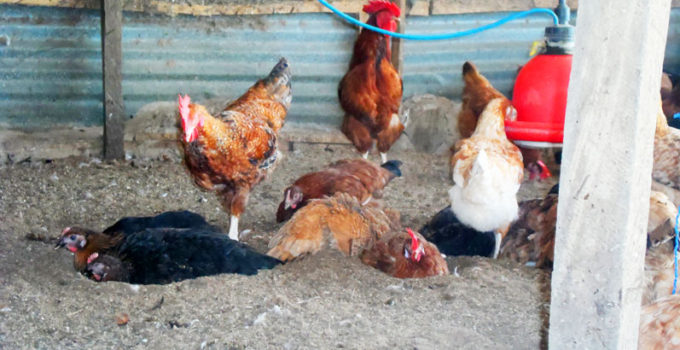 Dust Bath Why Your Chickens Need This All-Important Ritual