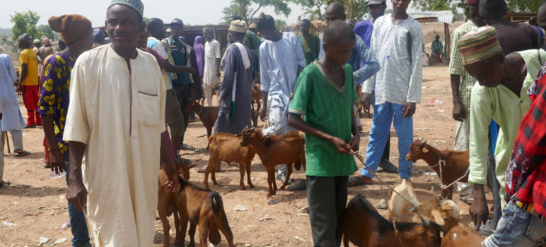 goat farming business at a local village market