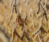 The Secret Weapon for Higher Soybean Yields: 3 Important Reasons for Pre-Harvest Soybean Scouting
