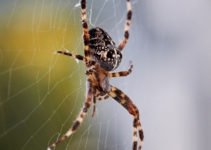 Spider Bites: How to Identify, Treat And Prevent it