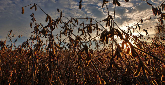 Cashing In With Soybeans Farming, Why You Need To Re-Visit It.