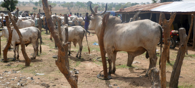 cow fattening business