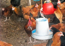 13 Important Tips for Good Feed and Water Management in Poultry Farming