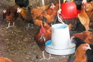 13 Important Tips for Good Feed and Water Management in Poultry Farming