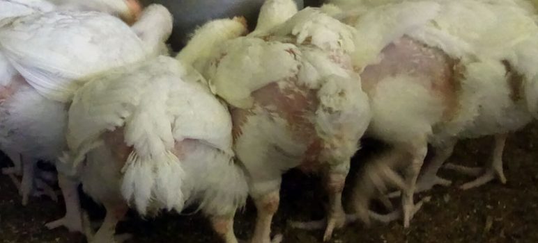 rich through broiler farming