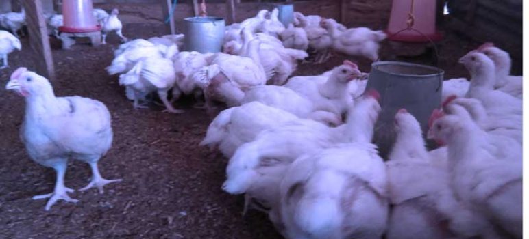 prevent your broilers from dying at 4 weeks of age