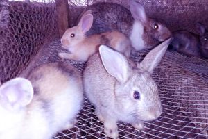 5 Ways You Can Breed and Raise Rabbit Meat for Your Family
