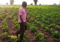 6 Health-Boosting Benefits of Farming You Need to Know
