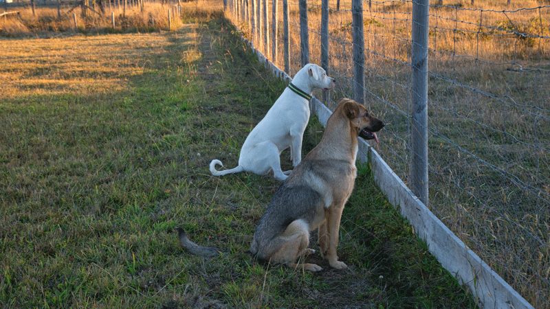 Farm security tips, the use of guard dogs is important