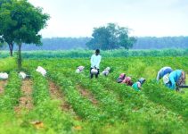 Discover 7 Proven Strategies to Defeat Farm Fatigue Today
