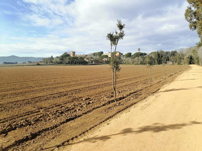 dried soil like this should be avoided when planting to mitigate against delayed rain after planting