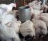 Rainy Season Nightmare: How Damp or Wet Litter is Secretly Killing Your Broiler Profits