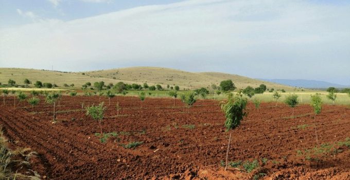 delayed rain after planting