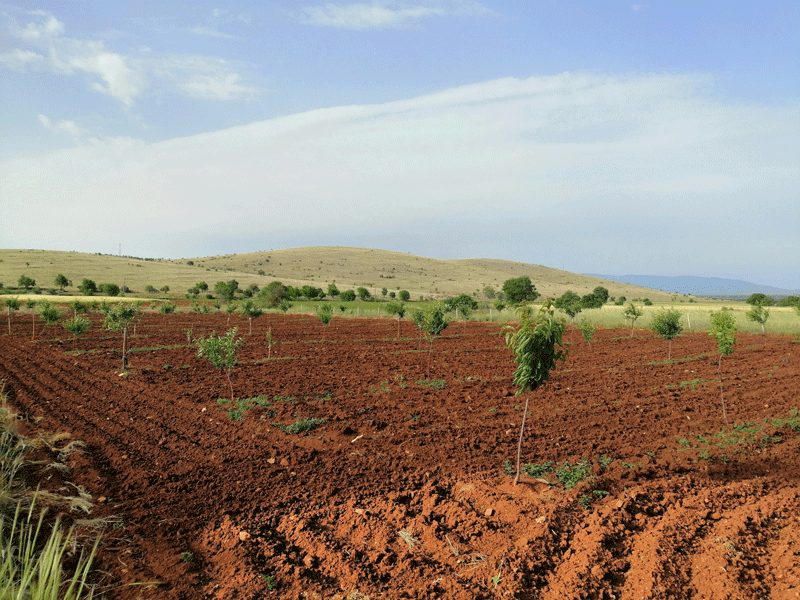 delayed rain after planting