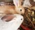 The 3 Best Daily Feeding Rabbits Habits to Boost Rabbit Growth, Immunity, and Reproduction