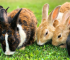 Don’t Buy That Rabbit Yet! 5 Smart Checks before Bringing a New Rabbit Home