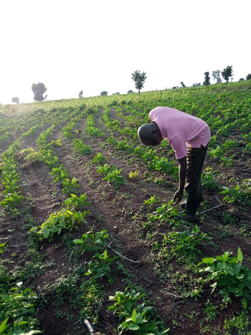 benefits of scouting your farm in a beans or cowpea farm farm