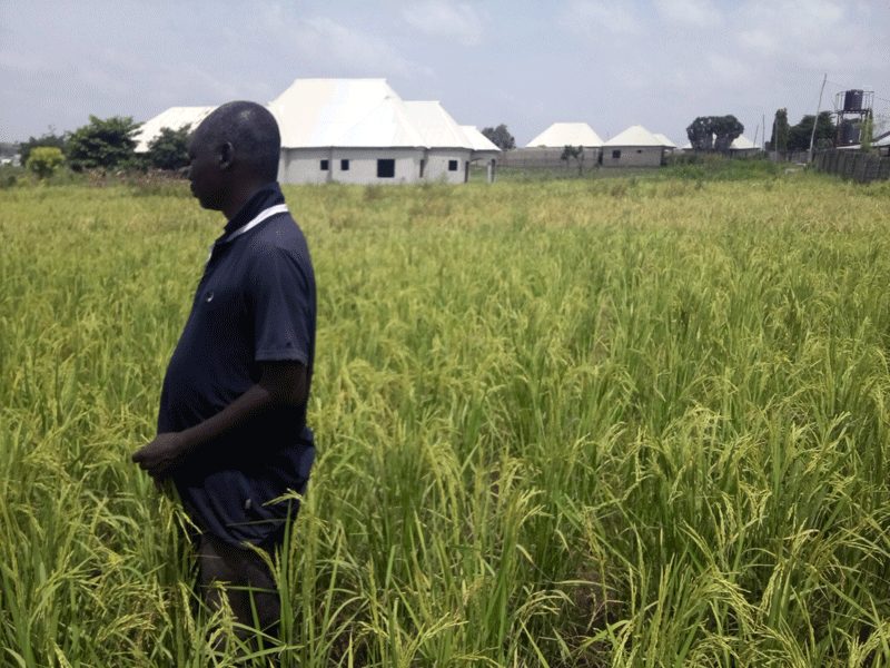 benefits of scouting your farm in a rice farm