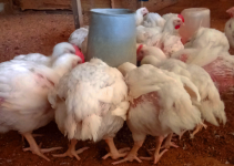5 Hidden Errors Blocking Your Broilers from Fast Growth
