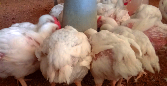 broiler grow fast
