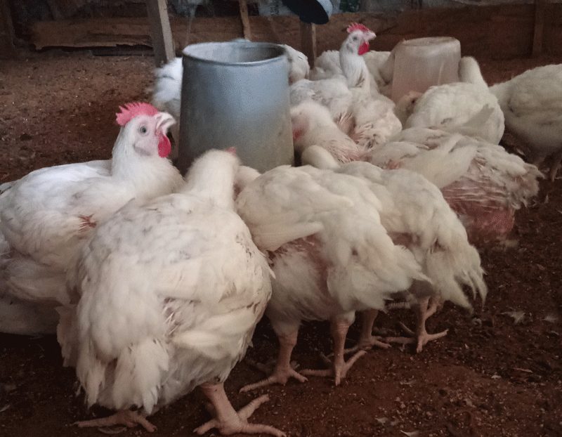 broilers from fast growth