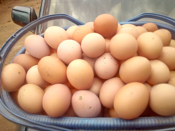 farm fresh eggs to be taken to the market in egg glut