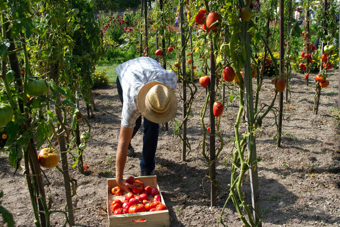 harvesting fruits, human and mechanical error might be involve